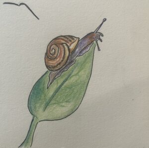 Davide Barbero: Pencil drawing of a snail on a leaf