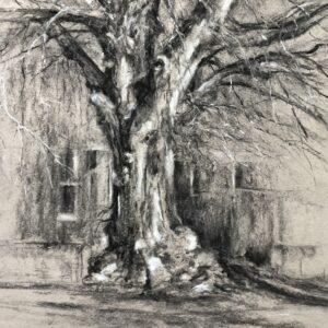 Emma Coleman-jones OAS: Beech Tree at Fyfield Road