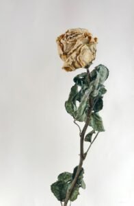 Emma Wicks: Dried - Coloured Pencil Drawing