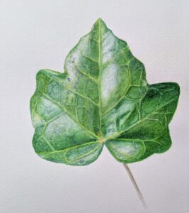 Mirjam Chappell: Ivy in watercolour, framed 20 x 20cm, £95