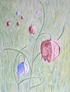 Mirjam Chappell: Fritillaries in Hinksey meadow, watercolour, framed 33 x 44 cm, £95