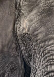 Emma Wicks: Guardian - Coloured Pencil Drawing