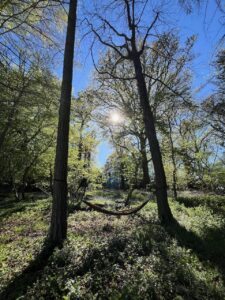 Flora Gregory: Where I work sometimes in a hammock looking at the tops of the trees.