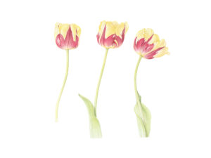 Dianne Frank SBA OAS: ‘Olympic Flame’ tulips