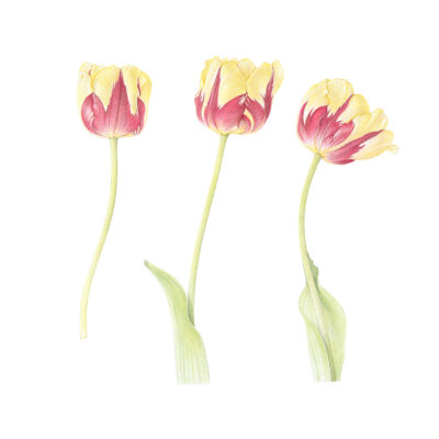‘Olympic Flame’ tulips