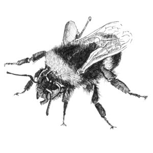 Kevin Hinton: Bee, from my daily drawings. Pen and ink 8 x 8 cm approx.