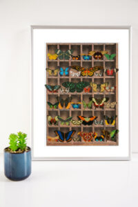 Jane Smith: Les Papillons