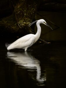 Stuart Feurtado: Little Egret reflected in dark water
