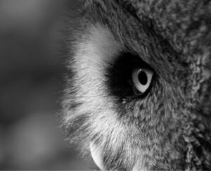 Graham Perryman: Black and White Owl Study