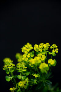 Claire Francis: Lime green photograph of euphorbia flowers with black background