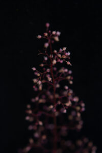 Claire Francis: Pink Rogersia flowers on black background