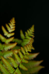 Claire Francis: Green fern leaves
