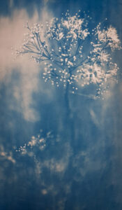 Claire Francis: Blue and cream painterly image of winter seedheads