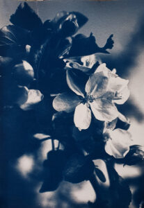 Claire Francis: Monochrome image of cherry blossom