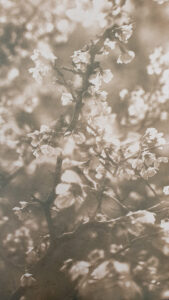 Claire Francis: Sepia coloured cloud of cherry blossom