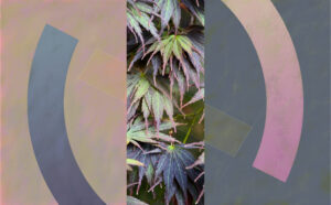 Chris Jennings: Palmatum