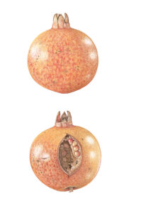 Dianne Frank SBA OAS: Pomegranate
