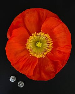 Lucy Sylvester: Poppy Seed Head Stud Earrings