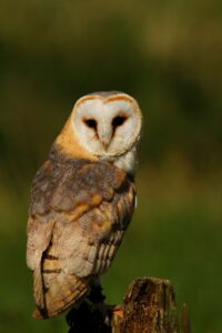 Graham Perryman: Barn Owl