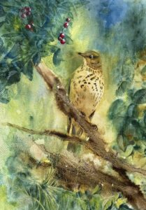 Maureen Sparling: Songthrush