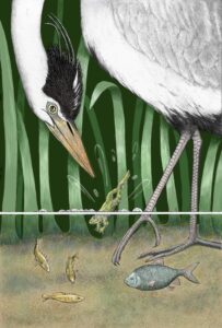 Jane Peart OAS, OPC: 'Spoilt for Choice' mixed media. A moment in time, will the heron capture the frog