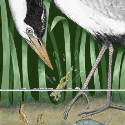 'Spoilt for Choice' mixed media. A moment in time, will the heron capture the frog