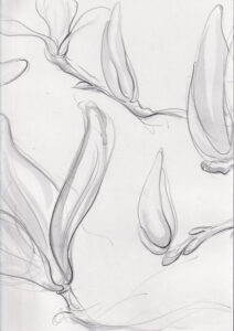 Rachel Hopkins OAS: Magnolia Triptych II