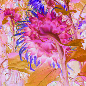 Maria Mademyr: Sunflower