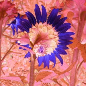 Maria Mademyr: Sunflower