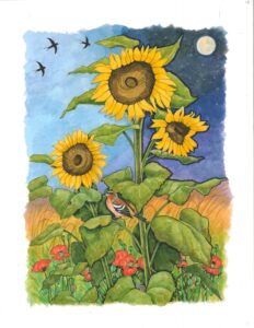 Linda Benton: Sunflowers book illustration, ink and w/c.