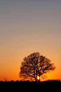 Graham Perryman: Sunset @Otmoor