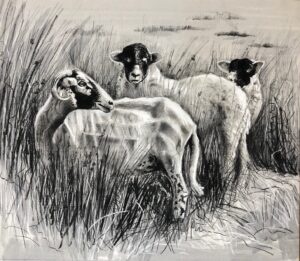 Hannah Farncombe: Charcoal drawing of Swaledale Ewe and Two Young