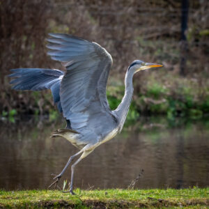 Stuart Feurtado: A Heron lifting of the ground into flight