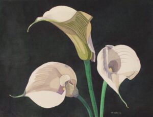 Marjorie Collins OAS: THREE CALLA LILLIES Watercolour 54 x 73 cm