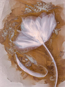 Maria Mademyr: Lumen Print of Tulip