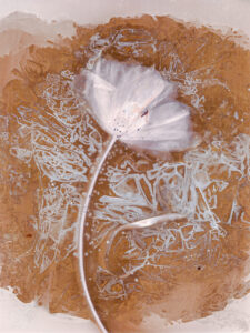 Maria Mademyr: Lumen Print of Tulip