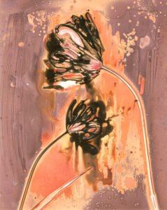 Maria Mademyr: Lumen Print of Tulips