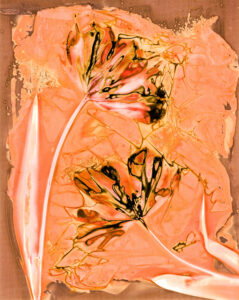Maria Mademyr: Lumen Print of Tulips