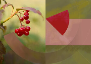 Chris Jennings: Viburnum in the Wild