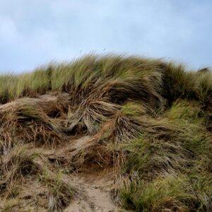Helen C White: Windswept