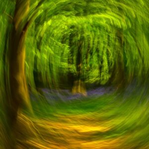 Stuart Feurtado: Abstracted woodland pathway