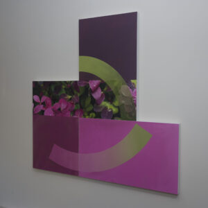 Chris Jennings: Berberis in the Sudio
