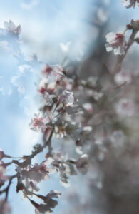 Claire Francis: Double image of pink cherry blossom