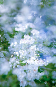 Claire Francis: White hawthorn flowers