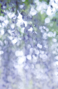 Claire Francis: Lilac out of focus wisteria flowers