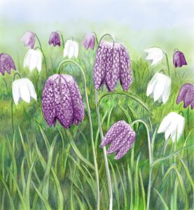 Jane Peart OAS, OPC: 'Frarillaria' digital drawing. A fratillary field at Waterperry Gardens