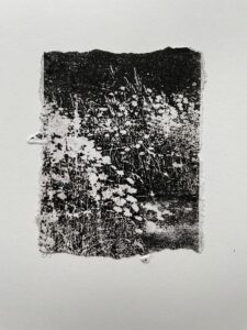 Claire Fyfe-Jackson: Ox-eye daisies on the verge