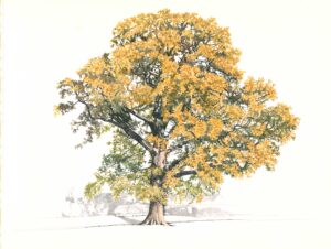 Linda Benton: Oldest Oak in Didcot. Ink and w/c.
