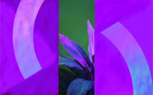 Chris Jennings: Palm Lily