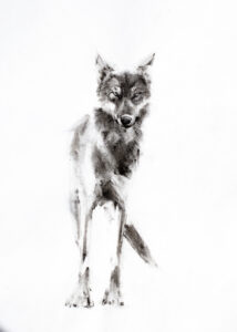 Kath Fotheringham: Shewolf seawolf